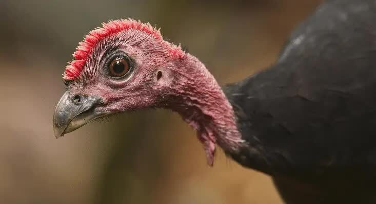 burung-maleo-waigeo-6026045