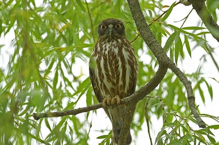 burung-punggok-coklat-spesies-burung-hantu-yang-sangat-mirip-elang-8768673