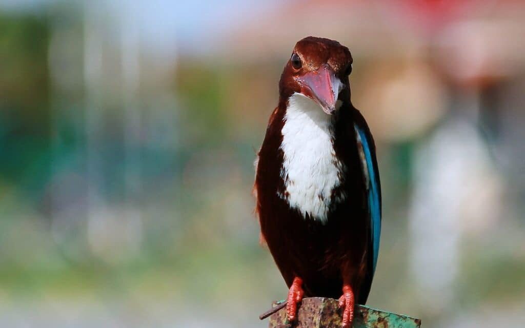 burung-raja-udang-merah-e1499160740714-9747713