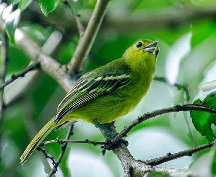 burung-sirtu-2971844