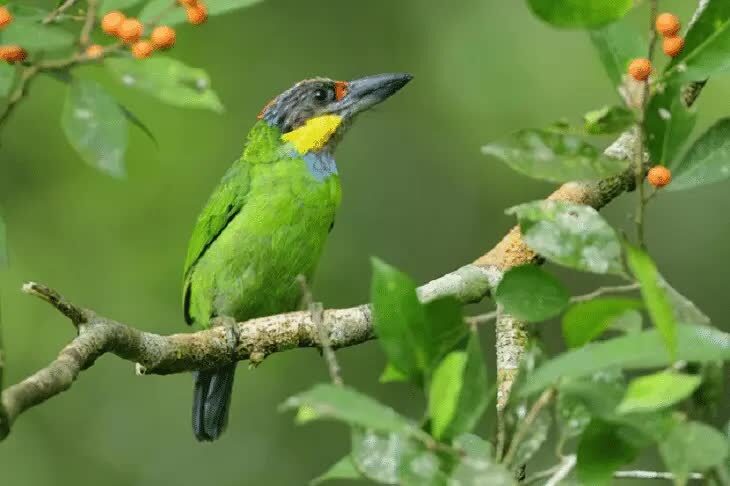 burung-takur-gedang-9093242
