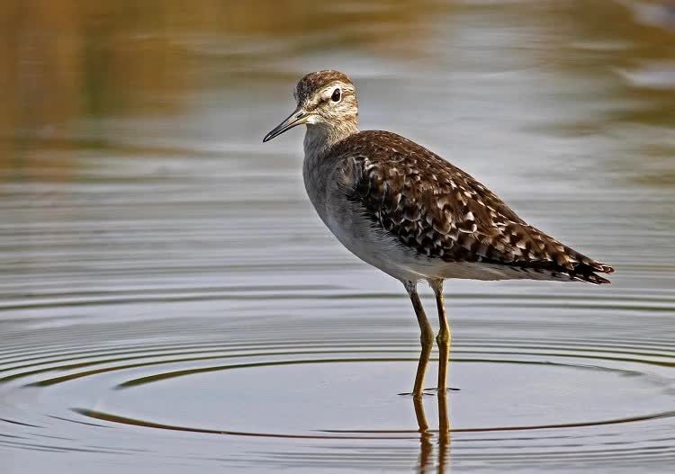 burung-trinil-semak-7035536