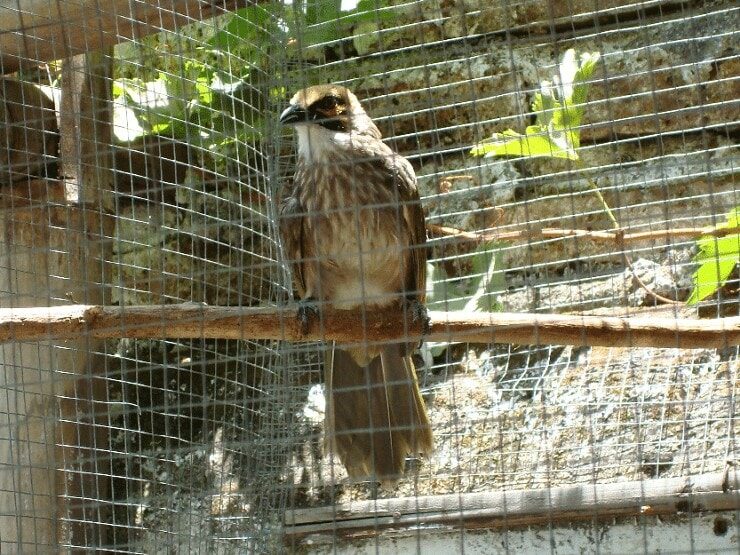 cara-budidaya-burung-cucak-rowo-paling-mudah-7116683