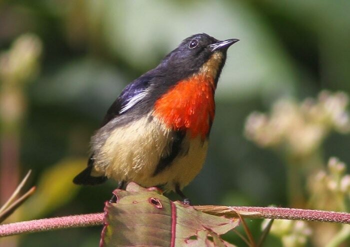 cara-melatih-burung-kemade-makan-voer-mudah-dipraktekkan-4453989