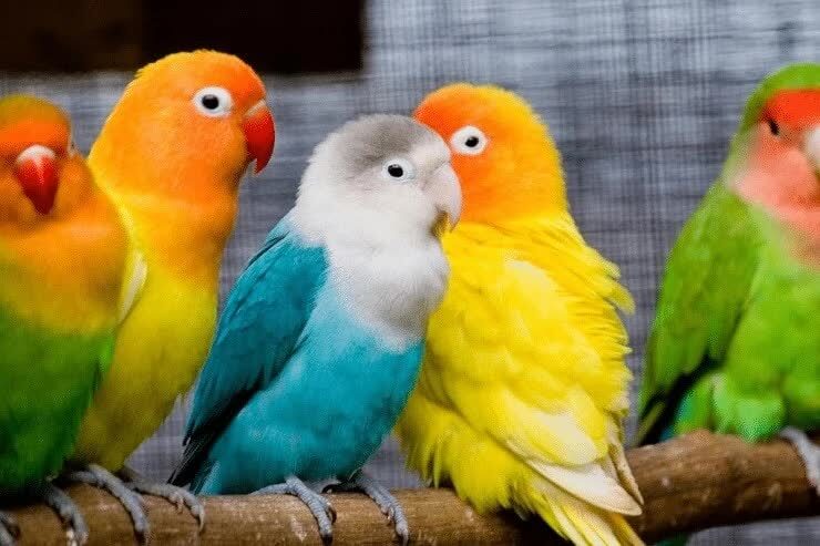 cara-memaster-lovebird-paud-dan-jenis-masteran-yang-baik-9007053