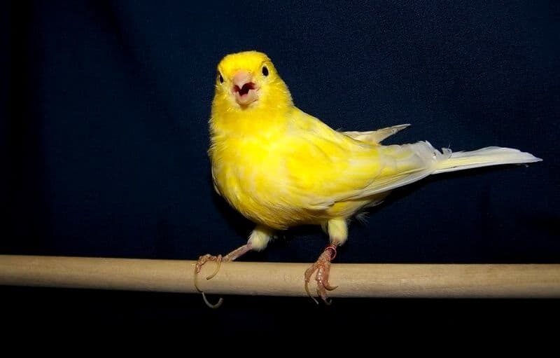 cara-membuat-kenari-nagen-satu-titik-dengan-terapi-tangkringan-kawat-1911151