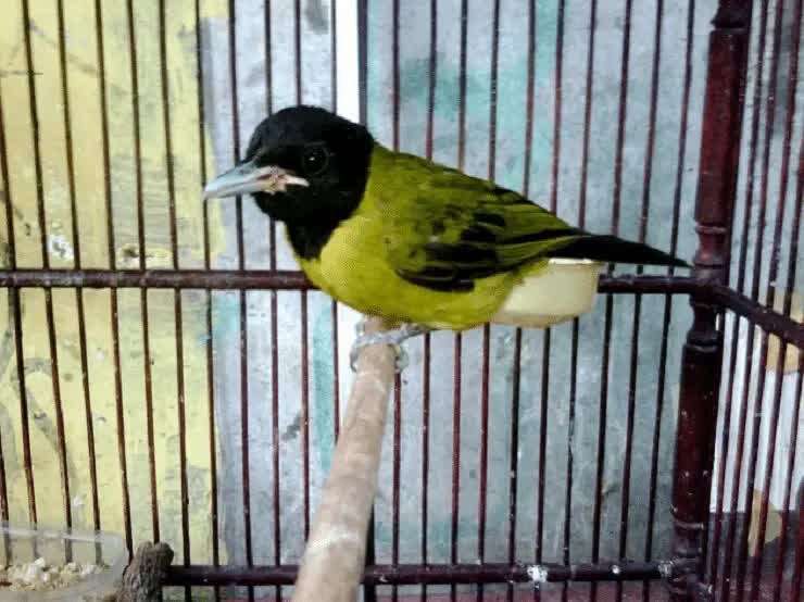 cara-menangkarkan-burung-samyong-agar-berhasil-4699176