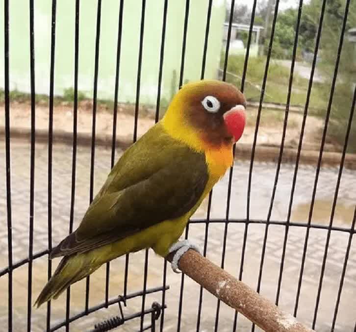 cara-mencetak-lovebird-olive-9879662