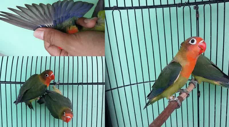 cara-mencetak-mutasi-warna-baru-lovebird-4331881