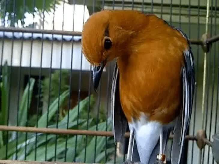 cara-mengatasi-burung-anis-merah-ngedrop-6975345