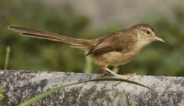cara-mengatasi-burung-ciblek-gunung-macet-bunyi-4340192