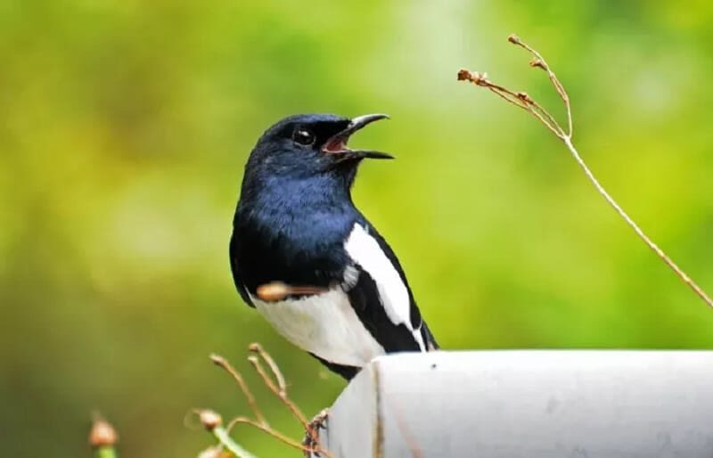 cara-mengatasi-burung-kacer-giras-ngeruji-nabrak-sangkar-paling-efektif-2047795