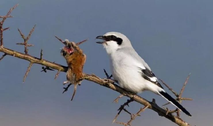 cara-mengatasi-cendet-kurang-fighter-4057492