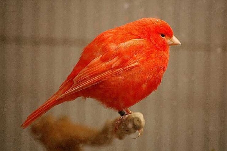 cara-mengobati-jamur-pada-burung-kenari-paling-ampuh-3318541