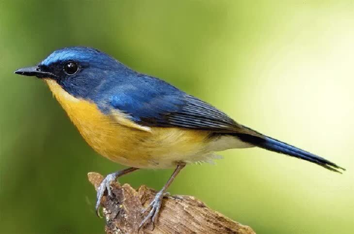 cara-merawat-tledekan-sebelum-lomba-6201031