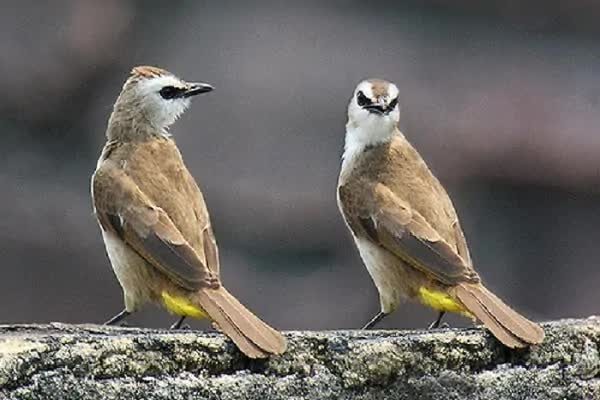 cara-merawat-trucukan-agar-cepat-gacor-dan-ngeropel-2-7140945