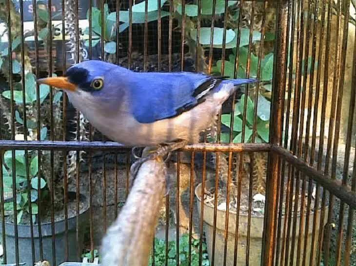 cara-merawat-dan-memelihara-burung-rambatan-7600279