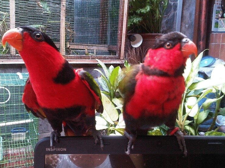 cara-mudah-merawat-burung-nuri-agar-tidak-stress-2464074