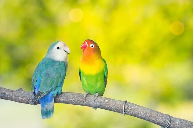 cara-settingan-lovebird-untulan-untuk-kontes-dan-harian-2454976