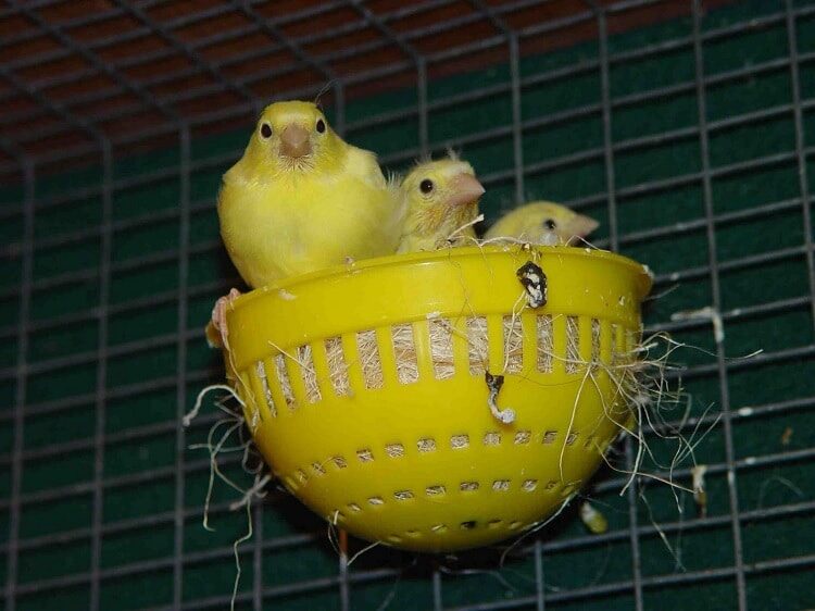 cara-ternak-burung-kenari-af-yang-baik-dan-benar-3741643