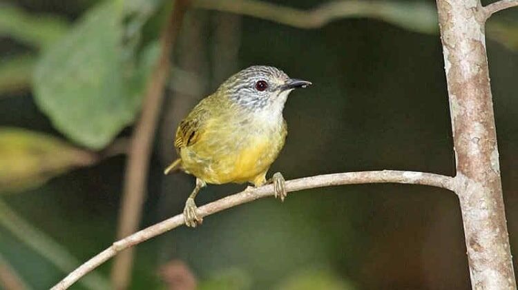 cara-ternak-burung-opior-jawa-4523478