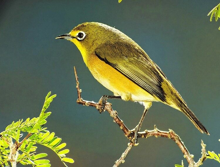 cara-ternak-burung-pleci-paling-mudah-untuk-pemula-6045551