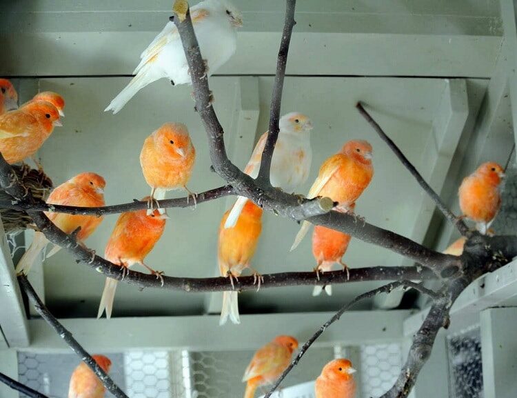 cara-ternak-kenari-koloni-paling-mudah-dan-efektif-3473560