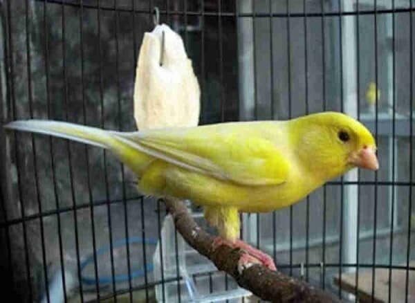 cara-perawatan-burung-kenari-mabung-1346474