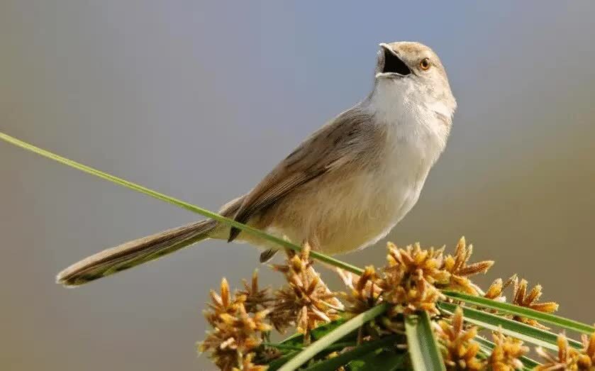 ciblek-putih-2142674