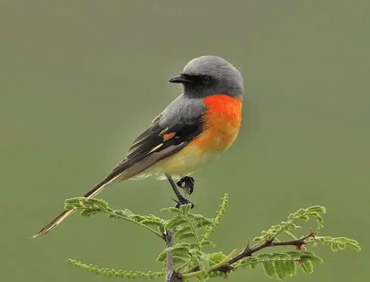 ciri-burung-mantenan-atau-burung-sepah-dan-daerah-persebarannya-9891986