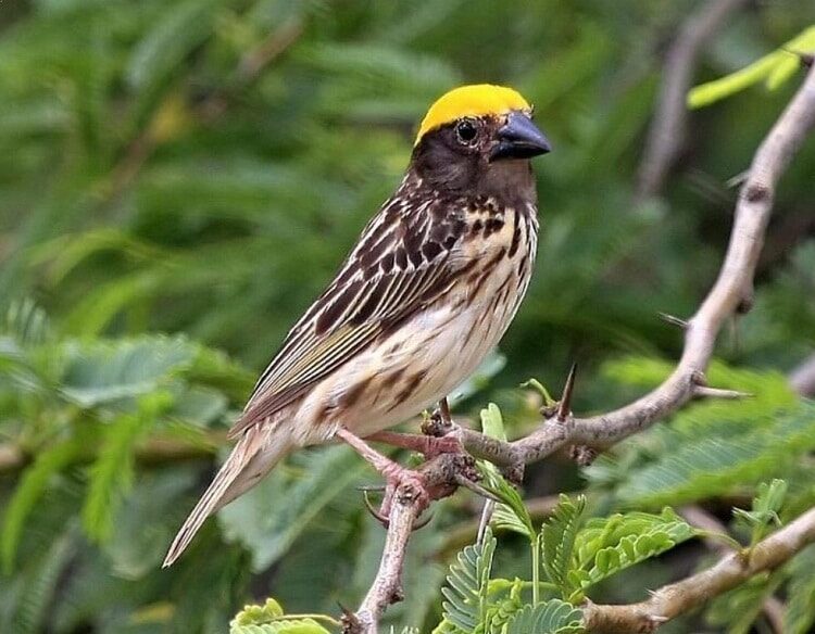 ciri-burung-manyar-jantan-trotol-yang-membedakannya-dengan-betina-3092187