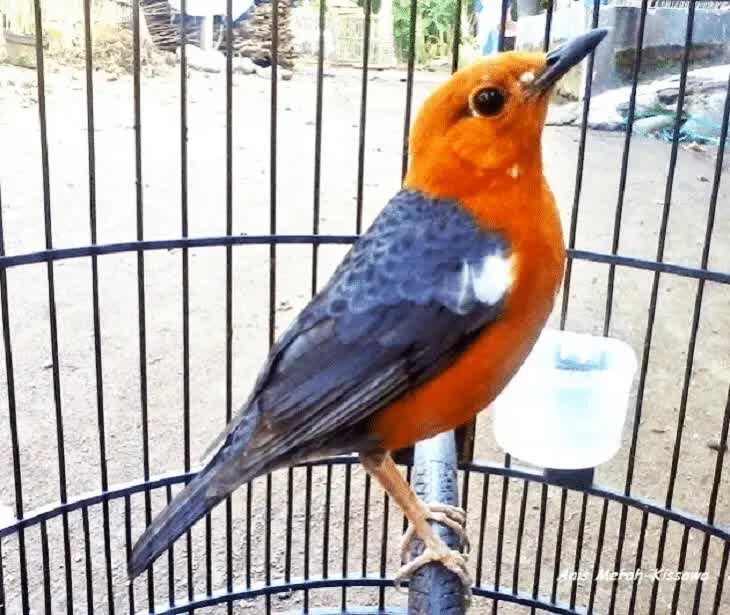 ciri-ciri-burung-anis-merah-ngedrop-2600424