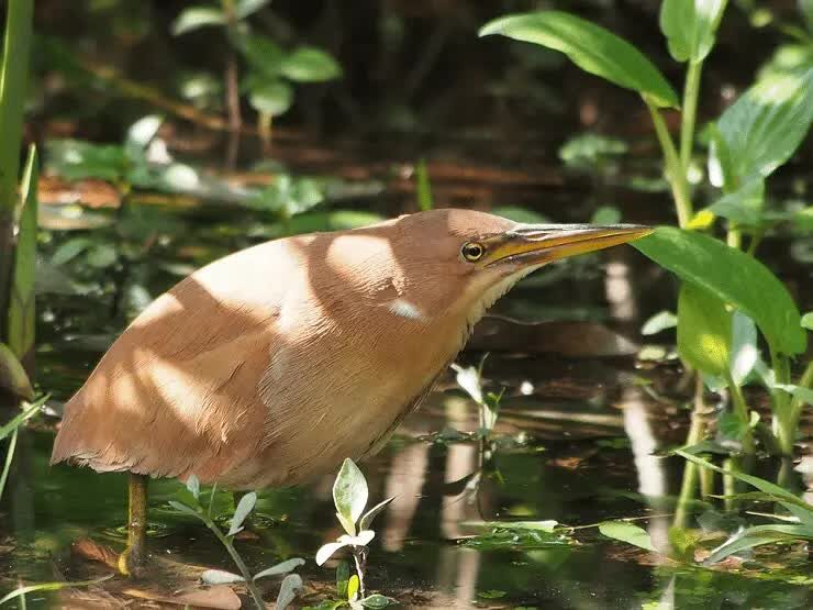 ciri-ciri-burung-bambangan-merah-dan-habitatnya-1673806