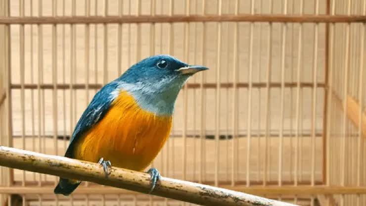 ciri-ciri-burung-cabai-bunga-api-5339869