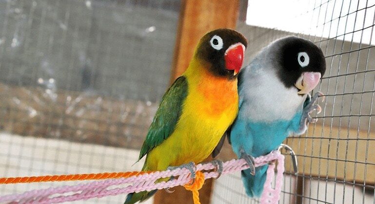 ciri-fisik-lovebird-ngekek-panjang-untuk-kompetisi-3931303