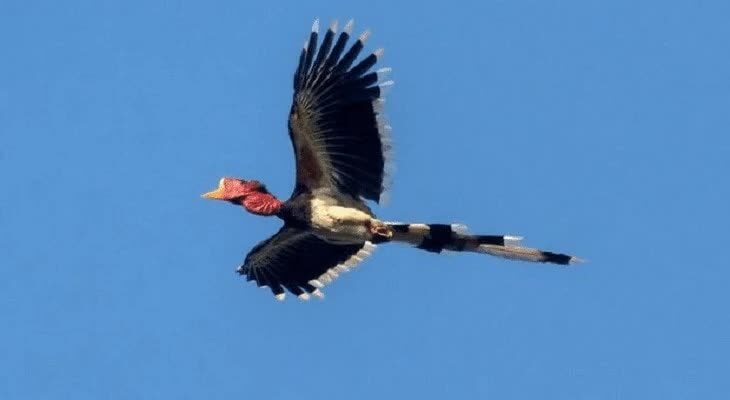 ciri-khas-burung-enggang-gading-8080618