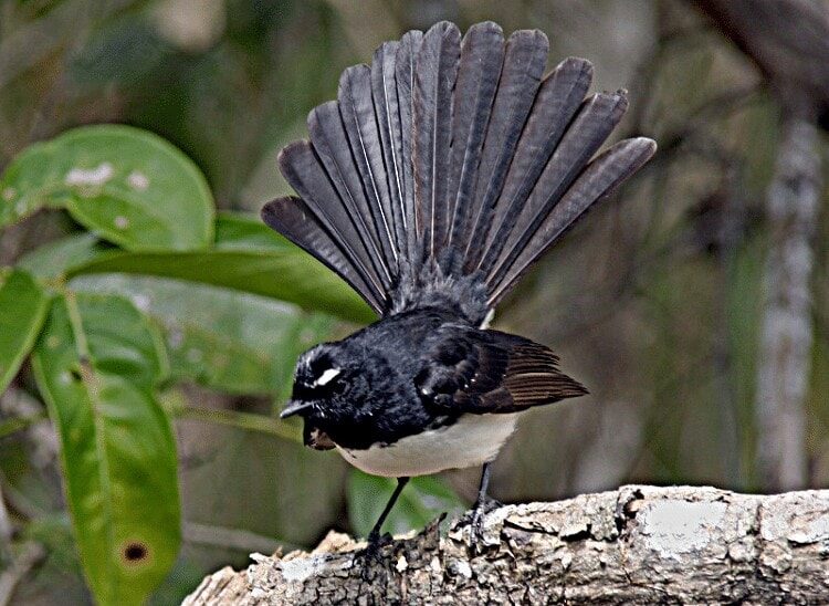 ciri-khas-burung-kipasan-kebun-2348484