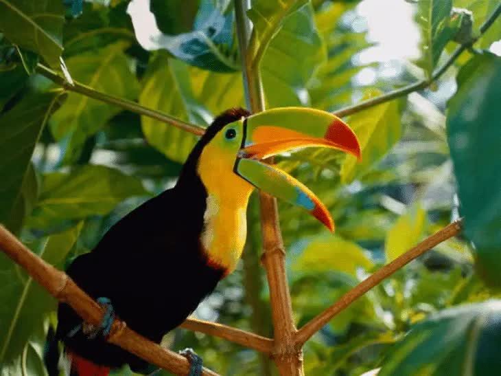 ciri-khas-burung-toucan-dan-fungsi-paruhnya-yang-besar-dan-unik-2684470