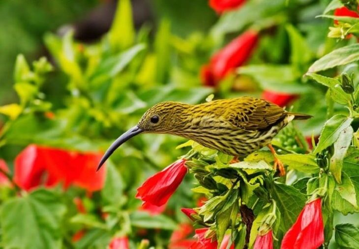 ciri-khas-kolibri-rimba-2421458