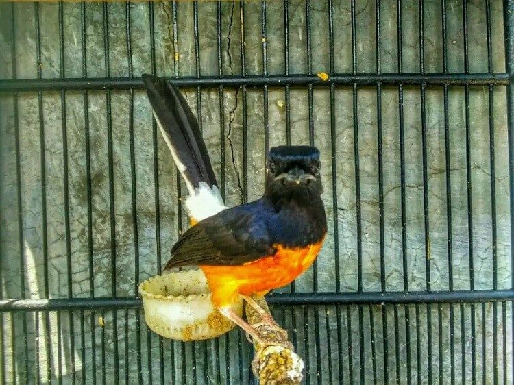 ciri-khusus-burung-murai-batu-kalimantan-8512946