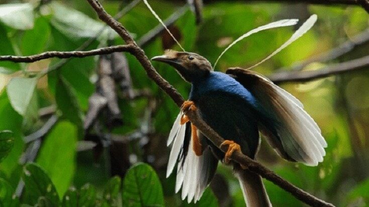 ciri-khas-burung-bidadari-7273841