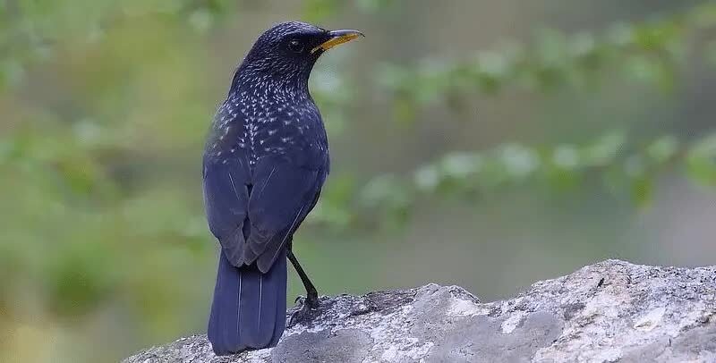 ciung-batu-siul-7228142