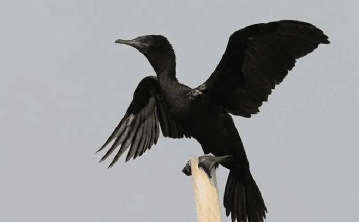 daerah-persebaran-burung-pecuk-padi-hitam-8583867