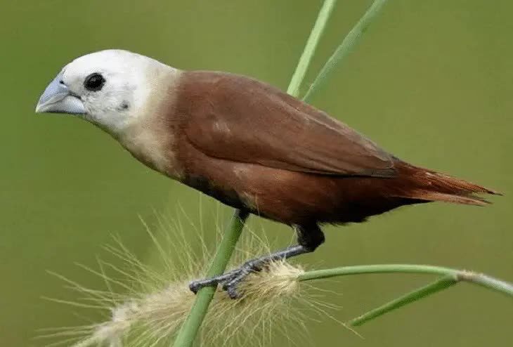 daya-tarik-burung-emprit-jepang-4390131