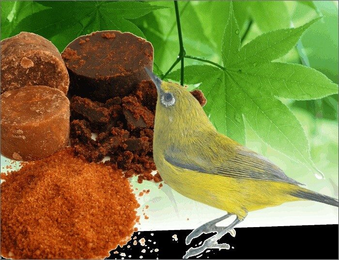 doping-pleci-dengan-air-gula-merah-8923203