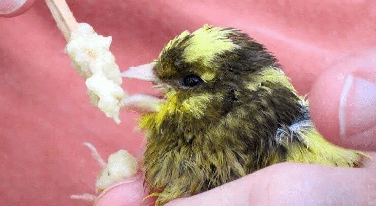 fase-mabung-burung-kenari-9881737