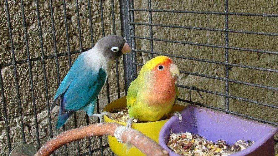 ganti-pakan-dan-minum-lovebird-1217715