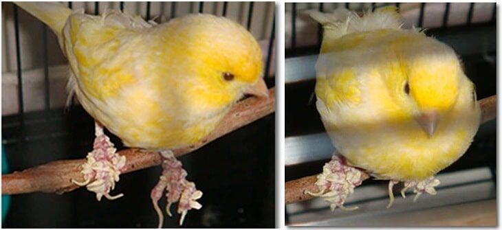 gunakan-cara-menghilangkan-kerak-pada-kaki-kenari-yang-ampuh-8140409