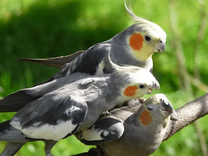 habitat-burung-cockatiel-4177157