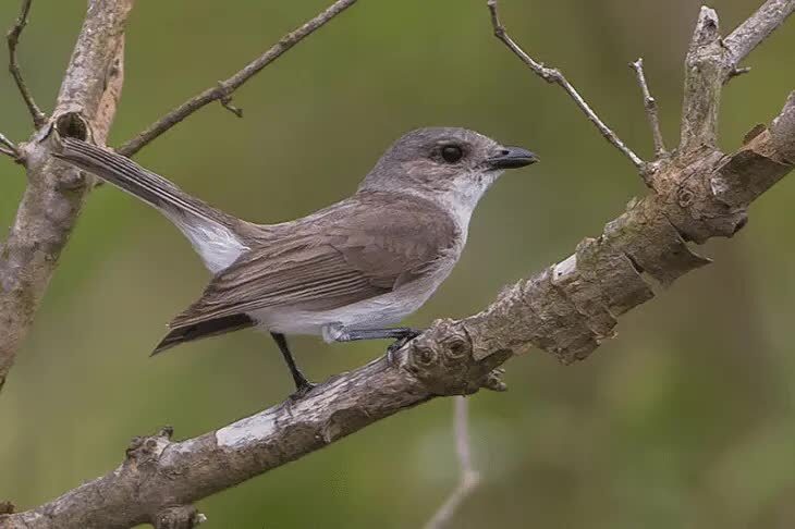 habitat-burung-kancilan-bakau-9983298